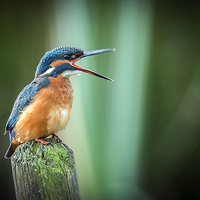 Buy canvas prints of  Female Kingfisher by Peter Jones
