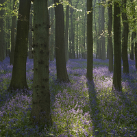 Buy canvas prints of  Beech trees and bluebells at dawn. by Peter Jones