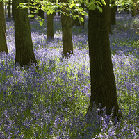 Buy canvas prints of  Bluebell light. by Peter Jones