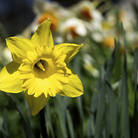 Buy canvas prints of  Single Yellow Daffodil by Peter Jones