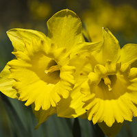 Buy canvas prints of  Daffodil Pair. by Peter Jones