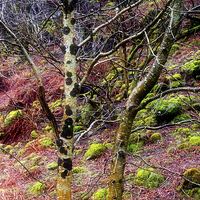 Buy canvas prints of  Colourful trees in rain by Peter Jones
