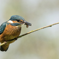 Buy canvas prints of Kingfisher with catch.  by Peter Jones