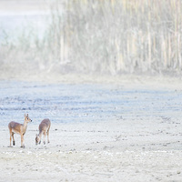 Buy canvas prints of   Two Young Chinese Water Deer by Peter Jones