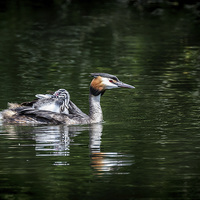 Buy canvas prints of  Great Crested Grebe & chick by Peter Jones