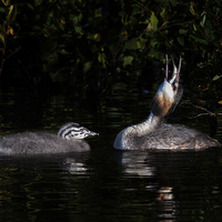 Buy canvas prints of  Great Crested Grebe and chick by Peter Jones