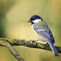 Buy canvas prints of  Great Tit by Peter Jones