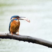 Buy canvas prints of  Kingfisher with his catch in the rain by Peter Jones