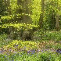 Buy canvas prints of Soft Spring Colours in a woodland setting.  by Peter Jones