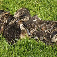 Buy canvas prints of  Pile of Ducklings by Peter Jones