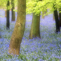 Buy canvas prints of   Bluebell woods by Peter Jones