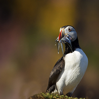 Buy canvas prints of  Puffin with sandeels by Peter Jones