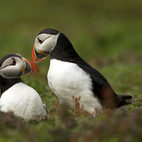 Buy canvas prints of Puffin Pair  by Peter Jones