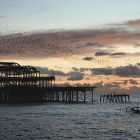 Buy canvas prints of Starling murmuration at sunset. by Peter Jones