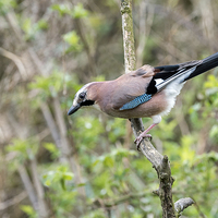 Buy canvas prints of  Jay on branch by Peter Jones