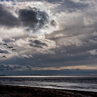 Buy canvas prints of Six Greylag geese fly over the North Norfolk coast. by Peter Jones