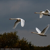 Buy canvas prints of Three mute swans in flight. by Peter Jones