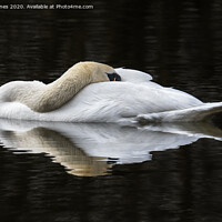 Buy canvas prints of Mute Swan resting by Peter Jones
