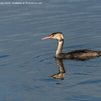 Buy canvas prints of Juvenile Great Crested Grebe. by Peter Jones