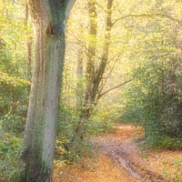 Buy canvas prints of Autumnal Path by Peter Jones