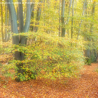 Buy canvas prints of Early Autumn in Long Grove Woods by Peter Jones