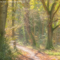 Buy canvas prints of Autumn woodland path. by Peter Jones