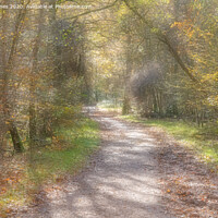 Buy canvas prints of Autumnal woodland path. by Peter Jones
