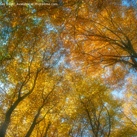 Buy canvas prints of Autumn canopy by Peter Jones