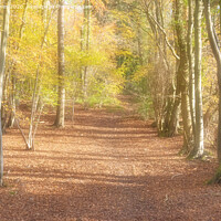 Buy canvas prints of Autumn Glade. by Peter Jones