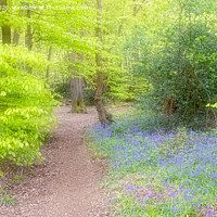 Buy canvas prints of Spring Colours and bluebells in a woodland setting.  by Peter Jones