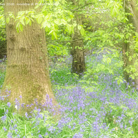 Buy canvas prints of Spring colours and bluebells. by Peter Jones