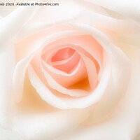 Buy canvas prints of Just one rose. by Peter Jones