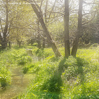 Buy canvas prints of River Misbourne in Spring by Peter Jones