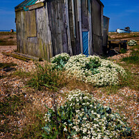 Buy canvas prints of Sea Kale at Dungeness by Peter Jones