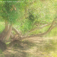 Buy canvas prints of River Wye, High Wycombe, Bucks. one Summer by Peter Jones