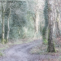 Buy canvas prints of Woodland Path. by Peter Jones