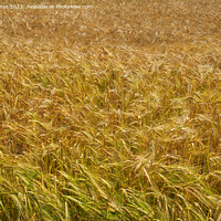 Buy canvas prints of A field of Barley. by Peter Jones