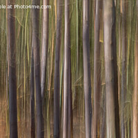 Buy canvas prints of Abstract tall trees by Peter Jones