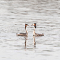 Buy canvas prints of Great Crested Grebe Pair. by Peter Jones