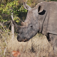 Buy canvas prints of  Rhino getting a nasal clean by Karl Tullett