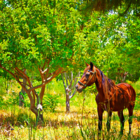 Buy canvas prints of Digital painting of a chestnut horse out grazing i by ken biggs