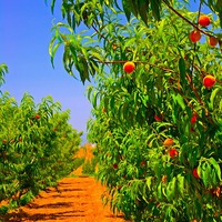 Buy canvas prints of A digitally converted painting of a peach orchard by ken biggs