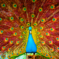 Buy canvas prints of Digital painting of a beautiful peacock displaying by ken biggs