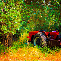 Buy canvas prints of Digital painting of a red tractor in an olive grov by ken biggs