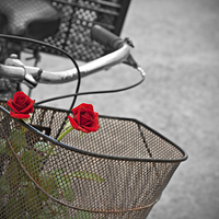 Buy canvas prints of Red roses in basket of old rusty bicycle by ken biggs