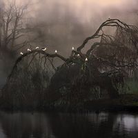 Buy canvas prints of Eerie weeping willow tree in the fog by ken biggs