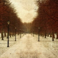 Buy canvas prints of Vintage tree lined pathway through park in winter  by ken biggs