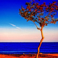 Buy canvas prints of Lone tree overlooking the sea by ken biggs