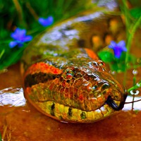 Buy canvas prints of A digitally constructed painting of green anaconda by ken biggs