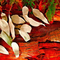 Buy canvas prints of Colorful autumn leaves by ken biggs